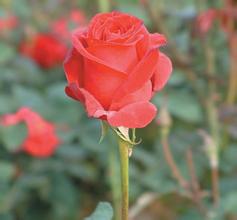 �齫���ֻ�оƬ��Ƶ�����ǿŷ���У��۲������⽻�ĵ�������...